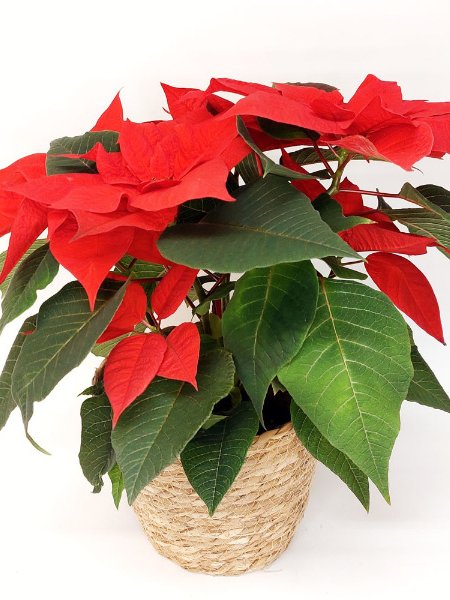 Joulutähti suojaruukussa