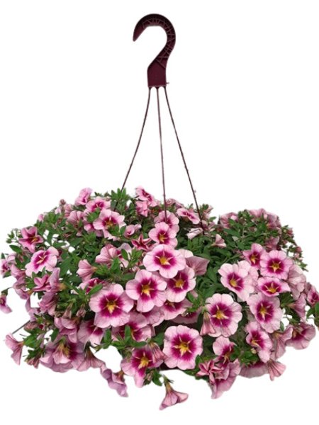 Miljoonakello amppeli